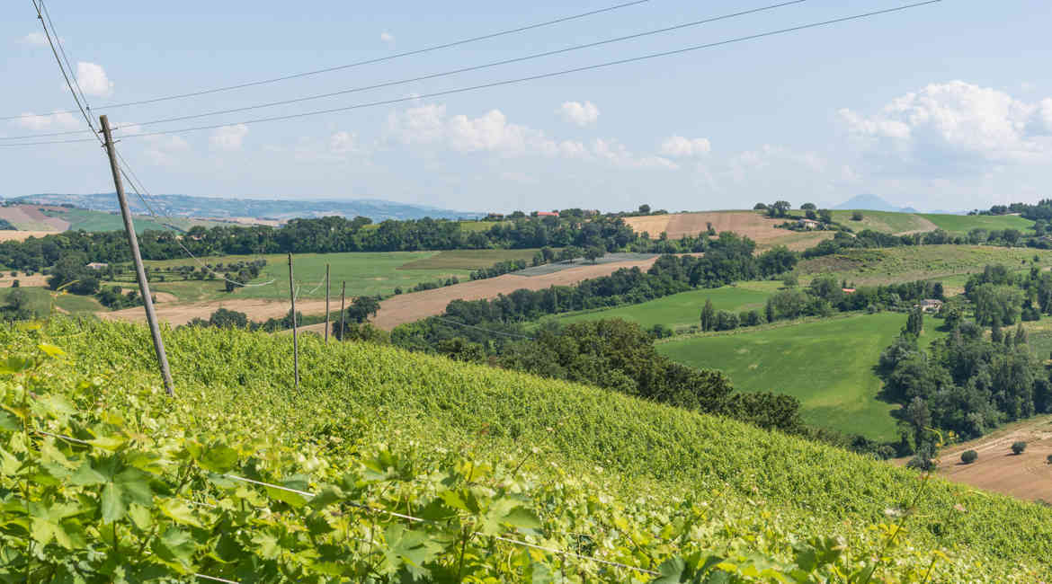 Fonte Avellana E Cantina Terracruda (1)